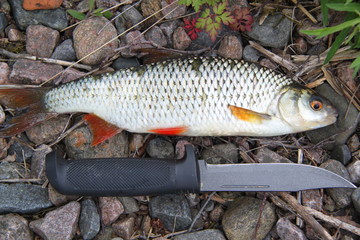 Close up view of a fish and a knife isolated. Fishing concept. Beautiful nature backgrounds.