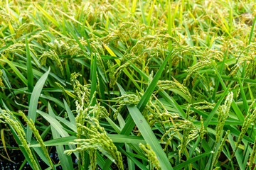 Golden rice paddy rice harvest plump paddy