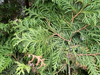 detail of a green thuya tree