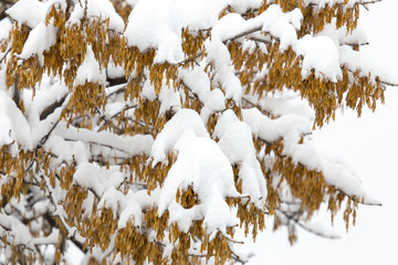 leaves of trees under the snow