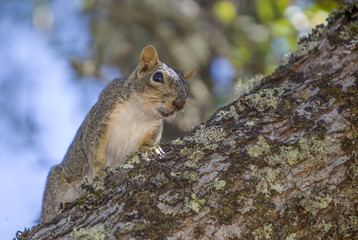 Naklejka na ściany i meble Squirrel in Oak Tree