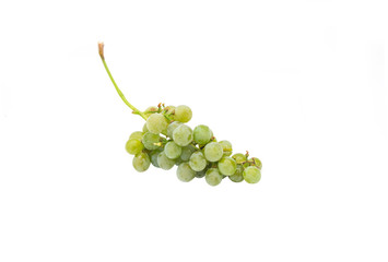 Green grape for wine isolated on white background