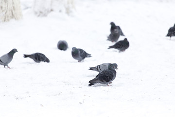 Pigeons eating on the snow