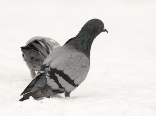 Pigeons eating on the snow