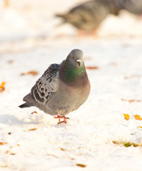 dove walking in the snow