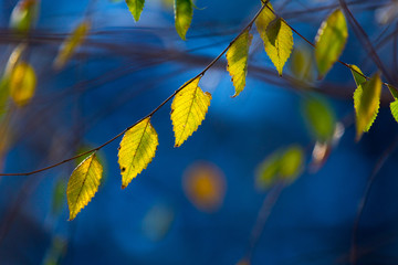 beautiful background, leaves at sunset