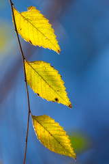 beautiful background, leaves at sunset