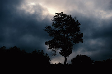 Dark and eerie landscape shows tree silhouette with clouds in the sky.