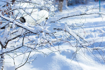 beautiful winter background, branch of a tree and snow