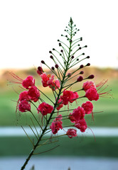 Flamboyant Mirim Rosa