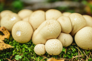 Fresh white puffballs in the forest
