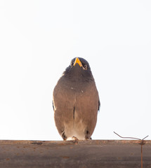 a bird of a raven sits on a pipe