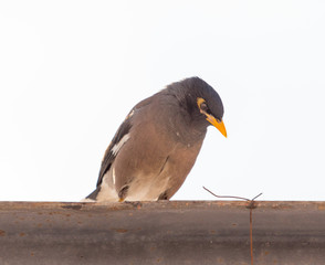 a bird of a raven sits on a pipe