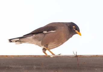 a bird of a raven sits on a pipe