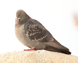 Portrait of a seated dove on a white trumpet against the sky