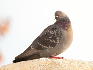 Portrait of a seated dove on a white trumpet against the sky