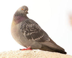 Portrait of a seated dove on a white trumpet against the sky
