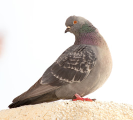 Portrait of a seated dove on a white trumpet against the sky