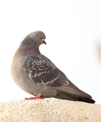 Portrait of a seated dove on a white trumpet against the sky