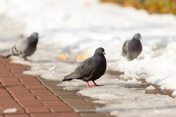 Pigeons eating on the snow