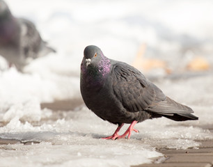 Pigeons eating on the snow