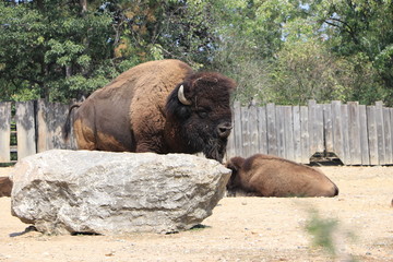 a herd of bison resting in the cage at the zoo © Людмила Казак