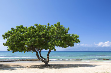 lush green tree on white sand beach with blue sky and sea view