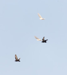 Pigeons in the sky