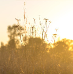 Obraz premium soft sunlight, lights the grass at sunset