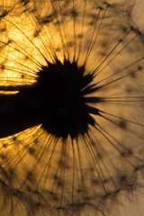 Dandelion silhouette against sunset with seeds