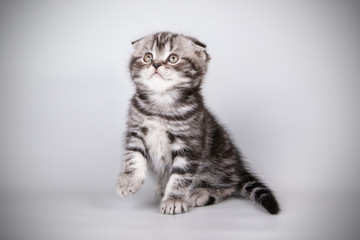 Scottish fold shorthair cat on colored backgrounds