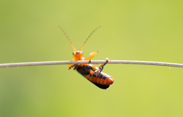 A beautiful beetle sits on a stalk against a background of green young grass, space for text