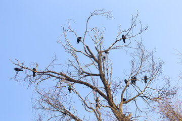 bird of a crow on a tree against the sky