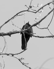 bird of a crow on a tree against the sky
