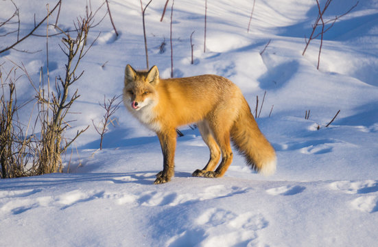 red fox in the snow