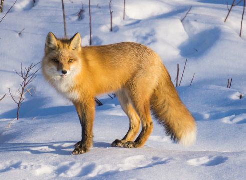Red fox enjoying the minimal sunlight in the Alaska winter 