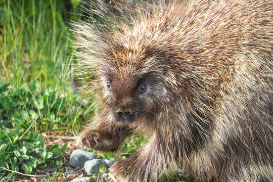 Porcupine waving hello 