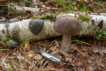 fungi grow in the habitat. birch mushroom. a mushroom with a black top