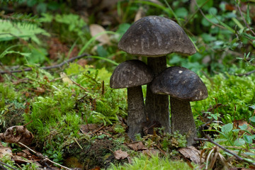 fungi grow in the habitat. birch mushroom. a mushroom with a black top. three jokes