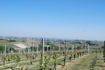 Fototapeta na wymiar Vineyards on the hills of La Morra, Piedmont - Italy
