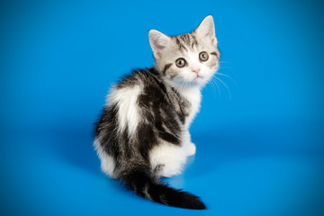 scottish straight shorthair cat on colored backgrounds