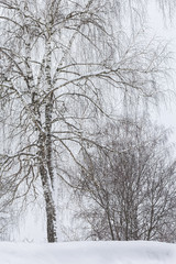 Fototapeta na wymiar Snow-covered birch in the winter forest, close-up