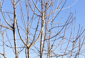 Cherry tree without leaves against the blue sky