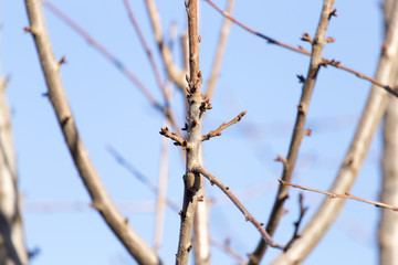 Cherry tree without leaves against the blue sky
