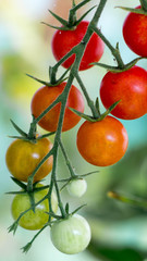 Naturalne pomidory rosną