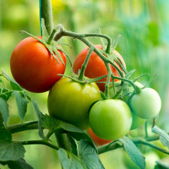 Naturalne pomidory rosną - 221214381