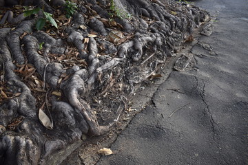 Raiz grossa de árvore limitada pelo asfalto