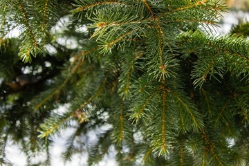 Christmas tree in the forest.