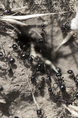 Black ants on the ground