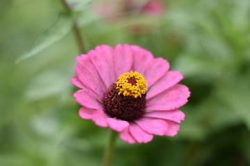 pink colour flower